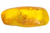 Large, Detailed Fossil Insect in Baltic Amber #139080-3